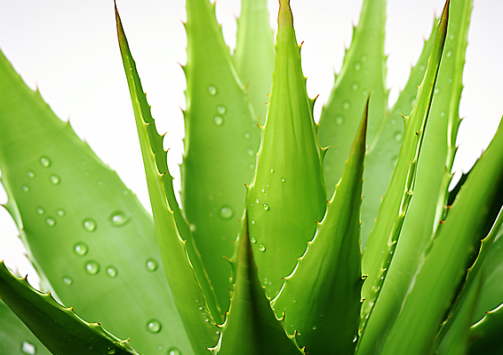 JPG 편집이미지 사람없음 초록색 뷰티 물방울 피부 디지털합성 천연 보습 알로에 알로에베라 편집실사 AI포토 AI콘텐츠 식물 컬러 신체부위 CG 파일형식