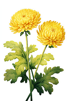 PSD 식물 꽃 일러스트 수채화 국화 사람없음 노란색 국내일러스트 컬러 파일형식