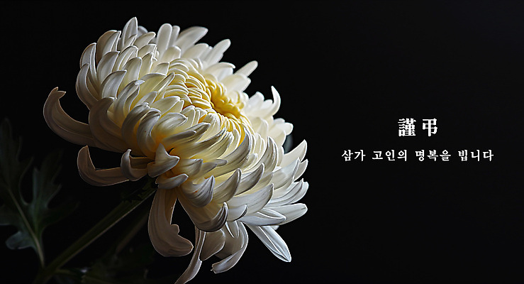PSD 편집이미지 꽃 국화 사람없음 검은색 장례 근조 조문 추모 상조 이미지편집 식물 컬러 파일형식