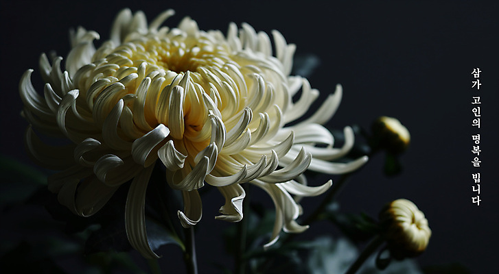 PSD 편집이미지 꽃 국화 사람없음 검은색 장례 근조 조문 추모 상조 이미지편집 식물 컬러 파일형식