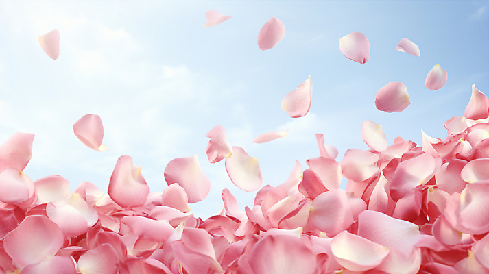 JPG 편집이미지 꽃잎 꽃 분홍색 백그라운드 사람없음 디지털합성 흩날리기 편집실사 AI포토 AI콘텐츠 식물 컬러 모션 CG 파일형식