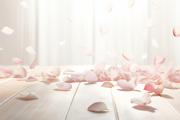 JPG 편집이미지 꽃잎 꽃 분홍색 백그라운드 사람없음 디지털합성 흩날리기 편집실사 AI포토 AI콘텐츠 식물 컬러 모션 CG 파일형식