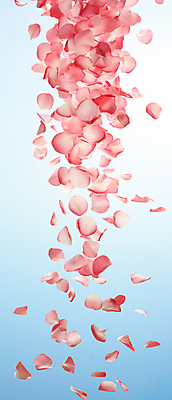 JPG 편집이미지 꽃잎 꽃 분홍색 백그라운드 사람없음 디지털합성 흩날리기 편집실사 AI포토 AI콘텐츠 식물 컬러 모션 CG 파일형식