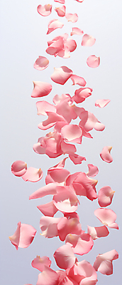 JPG 편집이미지 꽃잎 꽃 분홍색 백그라운드 사람없음 디지털합성 흩날리기 편집실사 AI포토 AI콘텐츠 식물 컬러 모션 CG 파일형식