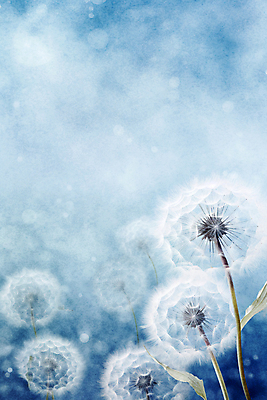 JPG 백그라운드 일러스트 추상 수채화 사람없음 물감 봄 민들레 번짐 민들레홀씨 국내일러스트 AI일러스트 AI콘텐츠 계절 꽃 무늬 미술도구 파일형식 효과