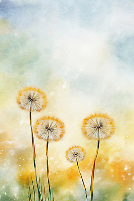 JPG 백그라운드 일러스트 추상 수채화 사람없음 물감 봄 민들레 번짐 민들레홀씨 국내일러스트 AI일러스트 AI콘텐츠 계절 꽃 무늬 미술도구 파일형식 효과