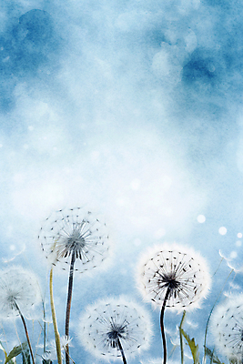 JPG 백그라운드 일러스트 추상 수채화 사람없음 물감 봄 민들레 번짐 민들레홀씨 국내일러스트 AI일러스트 AI콘텐츠 계절 꽃 무늬 미술도구 파일형식 효과