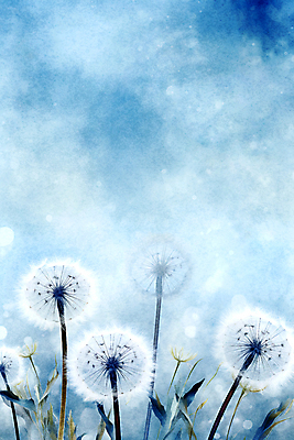 JPG 백그라운드 일러스트 추상 수채화 사람없음 물감 봄 민들레 번짐 민들레홀씨 국내일러스트 AI일러스트 AI콘텐츠 계절 꽃 무늬 미술도구 파일형식 효과