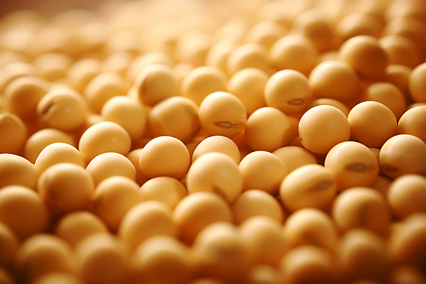 JPG 편집이미지 식재료 콩 실내 근접촬영 사람없음 소프트포커스 디지털합성 단백질 메주콩 베이지색 편집실사 AI포토 AI콘텐츠 뷰포인트 컬러 곡류 촬영기법 내부 CG 영양소 파일형식