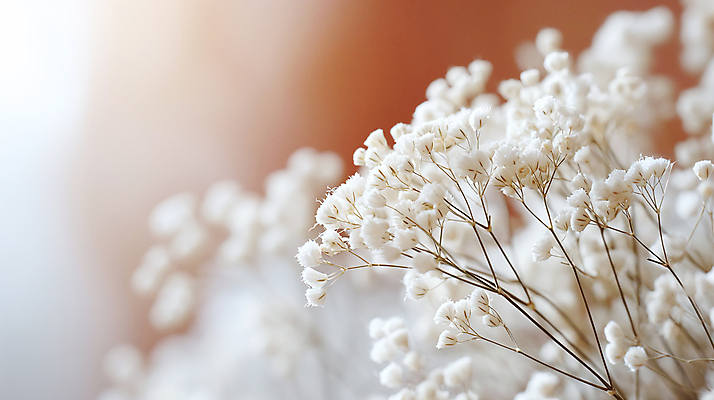 JPG 편집이미지 꽃 사람없음 아웃포커스 봄 흰색 소프트포커스 디지털합성 안개꽃 조화 편집소스 편집실사 AI포토 AI콘텐츠 식물 계절 컬러 촬영기법 CG 한해살이풀 파일형식