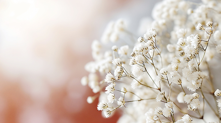 JPG 편집이미지 꽃 사람없음 아웃포커스 봄 흰색 소프트포커스 디지털합성 안개꽃 조화 편집소스 편집실사 AI포토 AI콘텐츠 식물 계절 컬러 촬영기법 CG 한해살이풀 파일형식