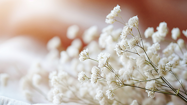 JPG 편집이미지 꽃 사람없음 아웃포커스 봄 흰색 소프트포커스 디지털합성 안개꽃 조화 편집소스 편집실사 AI포토 AI콘텐츠 식물 계절 컬러 촬영기법 CG 한해살이풀 파일형식