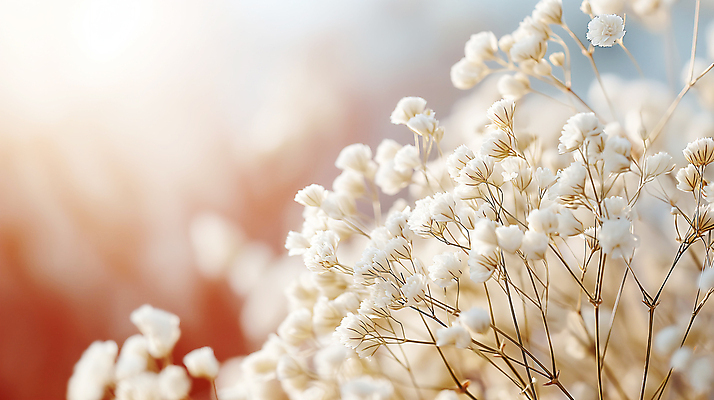 JPG 편집이미지 꽃 사람없음 아웃포커스 봄 흰색 소프트포커스 디지털합성 안개꽃 조화 편집소스 편집실사 AI포토 AI콘텐츠 식물 계절 컬러 촬영기법 CG 한해살이풀 파일형식