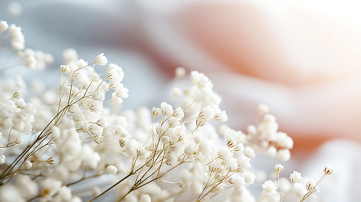 JPG 편집이미지 꽃 사람없음 아웃포커스 봄 흰색 소프트포커스 디지털합성 안개꽃 조화 편집소스 편집실사 AI포토 AI콘텐츠 식물 계절 컬러 촬영기법 CG 한해살이풀 파일형식