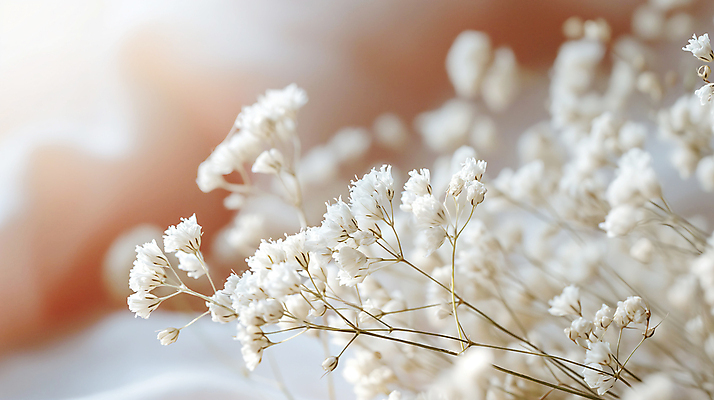 JPG 편집이미지 꽃 사람없음 아웃포커스 봄 흰색 소프트포커스 디지털합성 안개꽃 조화 편집소스 편집실사 AI포토 AI콘텐츠 식물 계절 컬러 촬영기법 CG 한해살이풀 파일형식