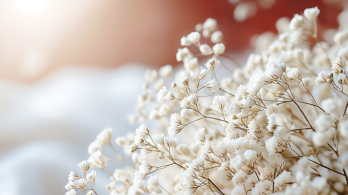 JPG 편집이미지 꽃 사람없음 아웃포커스 봄 흰색 소프트포커스 디지털합성 안개꽃 조화 편집소스 편집실사 AI포토 AI콘텐츠 식물 계절 컬러 촬영기법 CG 한해살이풀 파일형식