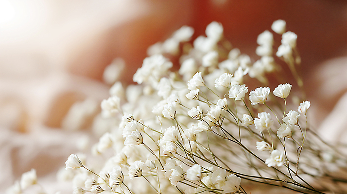 JPG 편집이미지 꽃 사람없음 아웃포커스 봄 흰색 소프트포커스 디지털합성 안개꽃 조화 편집소스 편집실사 AI포토 AI콘텐츠 식물 계절 컬러 촬영기법 CG 한해살이풀 파일형식