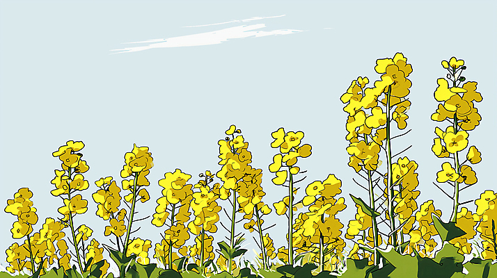 JPG 구름 백그라운드 일러스트 자연 하늘 사람없음 노란색 평화 봄 디지털합성 유채 유채밭 편집소스 국내일러스트 AI일러스트 AI콘텐츠 자연요소 계절 꽃 컬러 컨셉 밭 생태계 파일형식