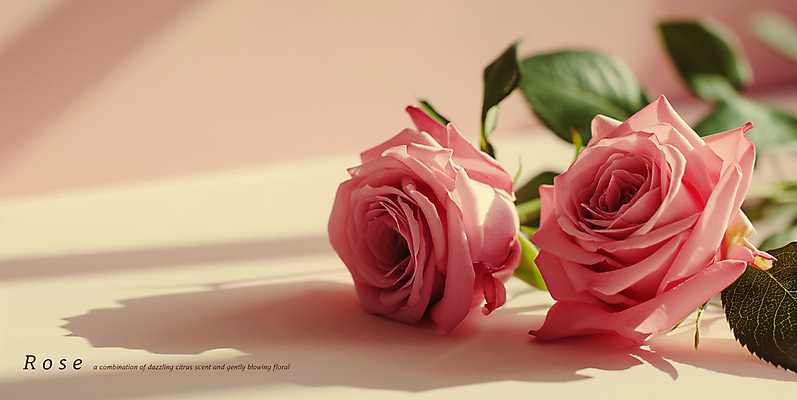 PSD 편집이미지 줄기 분홍색 잎 그림자 근접촬영 타이포그라피 사람없음 아웃포커스 장미 우아함 생화 이미지편집 식물 문자 꽃 뷰포인트 컬러 컨셉 촬영기법 파일형식