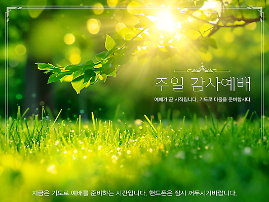 PSD 편집이미지 종교 잎 나뭇잎 따뜻함 초원 사람없음 초록색 햇빛 봄 기도 테두리 감사 예배 일요일 초봄 이미지편집 식물 계절 감정 컬러 태양 요일 파일형식