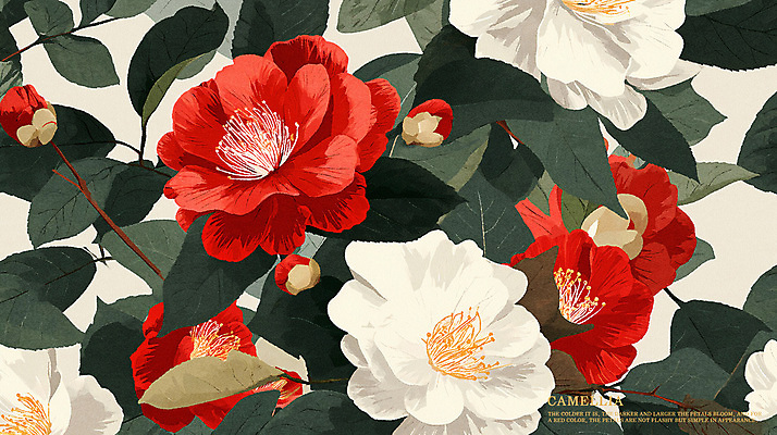 PSD 식물 꽃잎 꽃 백그라운드 일러스트 봄꽃 사람없음 빨간색 흰색 분위기 동백 국내일러스트 컬러 컨셉 봄 파일형식