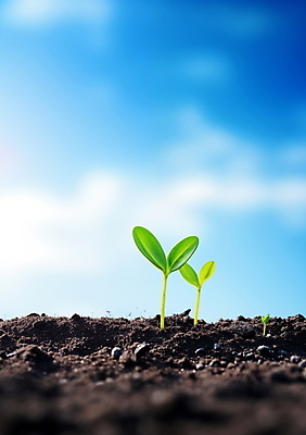 JPG 주간 편집이미지 포스터 자연 하늘 생명 사람없음 야외 빛 햇빛 새싹 흙 봄 성장 광합성 편집실사 AI포토 AI콘텐츠 자연요소 식물 계절 태양 CG 생태계 파일형식