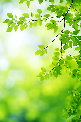 JPG 편집이미지 백그라운드 잎 자연 생명 근접촬영 사람없음 초록색 환경 봄 나뭇가지 에코 생태계 보케 편집실사 AI포토 AI콘텐츠 나무 식물 계절 뷰포인트 컬러 CG 파일형식