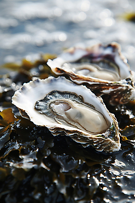 JPG 편집이미지 음식 식재료 사람없음 굴 신선 해조류 해산물 디지털합성 제철 산지직송 편집실사 AI포토 AI콘텐츠 어패류 해양식물 CG 파일형식 직송