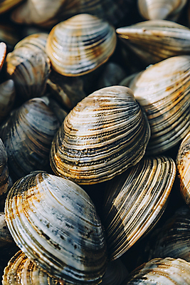 JPG 편집이미지 음식 식재료 조개 사람없음 껍질 신선 해산물 디지털합성 제철 산지직송 편집실사 AI포토 AI콘텐츠 어패류 CG 파일형식 직송