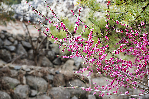 포토 JPG 식물 자연 휴식 돌담 풍경 사람없음 야외 봄 소나무 매화 힐링 홍매화 국내포토 나무 계절 꽃 컨셉 담장 돌_바위 생태계 파일형식