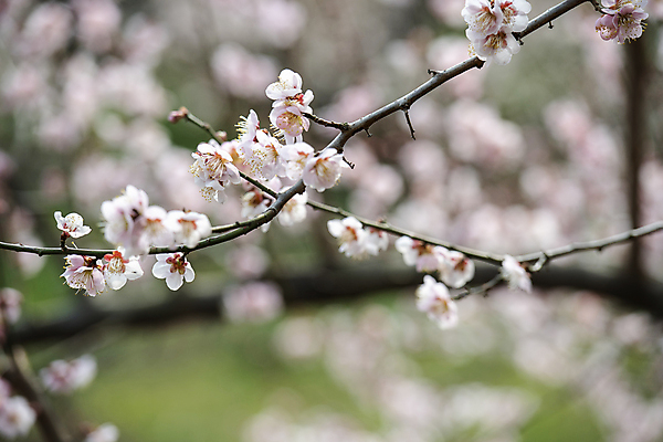 포토 JPG 식물 자연 휴식 풍경 사람없음 야외 아웃포커스 봄 나뭇가지 매화 힐링 홍매화 국내포토 나무 계절 꽃 컨셉 촬영기법 생태계 파일형식