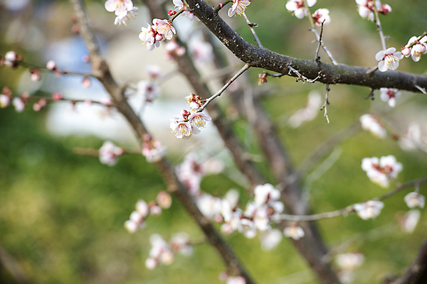 포토 JPG 식물 자연 휴식 풍경 사람없음 야외 아웃포커스 봄 나뭇가지 매화 힐링 홍매화 국내포토 나무 계절 꽃 컨셉 촬영기법 생태계 파일형식