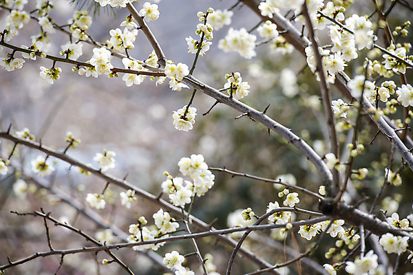 포토 JPG 식물 자연 휴식 풍경 사람없음 야외 아웃포커스 봄 나뭇가지 매화 힐링 국내포토 나무 계절 꽃 컨셉 촬영기법 생태계 파일형식