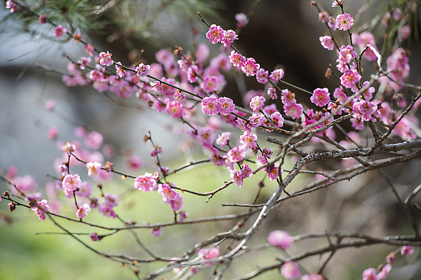 포토 JPG 식물 자연 휴식 풍경 사람없음 야외 아웃포커스 봄 나뭇가지 매화 힐링 홍매화 국내포토 나무 계절 꽃 컨셉 촬영기법 생태계 파일형식