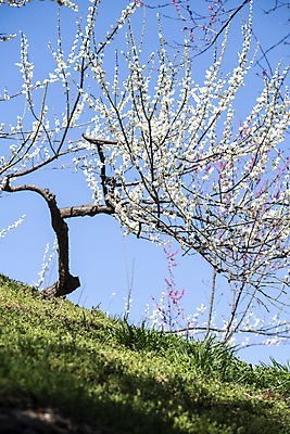 포토 JPG 식물 자연 휴식 풍경 잔디 사람없음 야외 봄 언덕 매화 힐링 홍매화 국내포토 계절 꽃 컨셉 생태계 파일형식