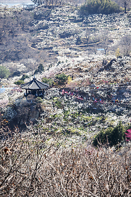 포토 JPG 식물 자연 휴식 기와 풍경 사람없음 야외 봄 정자 매화 힐링 홍매화 국내포토 건축물 계절 꽃 컨셉 생태계 파일형식