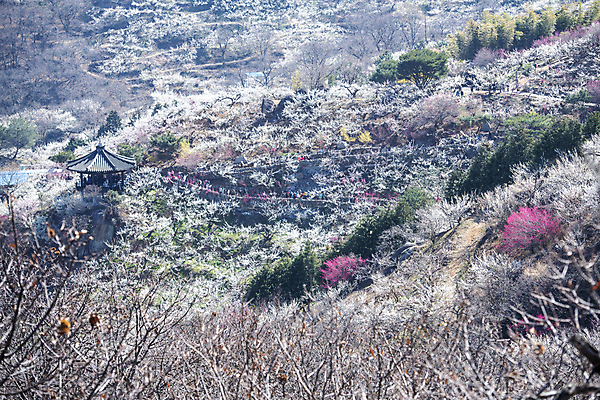 포토 JPG 식물 자연 휴식 기와 풍경 사람없음 야외 봄 정자 매화 힐링 홍매화 국내포토 건축물 계절 꽃 컨셉 생태계 파일형식