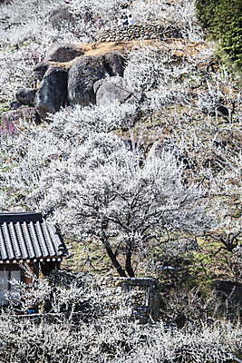 포토 JPG 식물 자연 휴식 기와 풍경 사람없음 야외 봄 정자 매화 힐링 홍매화 국내포토 건축물 계절 꽃 컨셉 생태계 파일형식