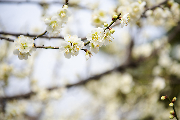 포토 JPG 식물 자연 휴식 풍경 사람없음 야외 아웃포커스 봄 나뭇가지 매화 힐링 국내포토 나무 계절 꽃 컨셉 촬영기법 생태계 파일형식