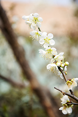 포토 JPG 식물 자연 휴식 풍경 사람없음 야외 아웃포커스 봄 나뭇가지 매화 힐링 국내포토 나무 계절 꽃 컨셉 촬영기법 생태계 파일형식
