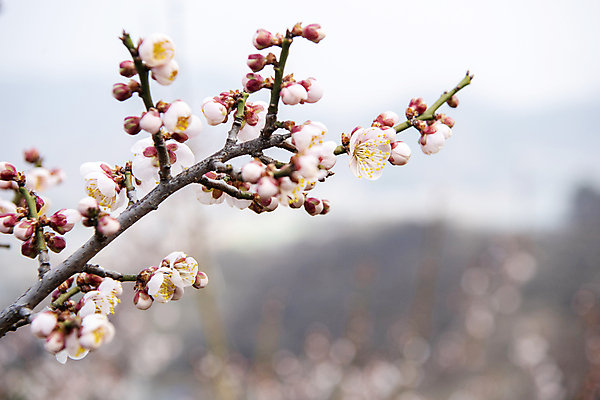 포토 JPG 식물 자연 휴식 풍경 사람없음 야외 아웃포커스 봄 나뭇가지 매화 힐링 홍매화 국내포토 나무 계절 꽃 컨셉 촬영기법 생태계 파일형식
