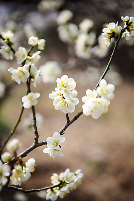 포토 JPG 식물 자연 휴식 풍경 사람없음 야외 아웃포커스 봄 나뭇가지 매화 힐링 국내포토 나무 계절 꽃 컨셉 촬영기법 생태계 파일형식