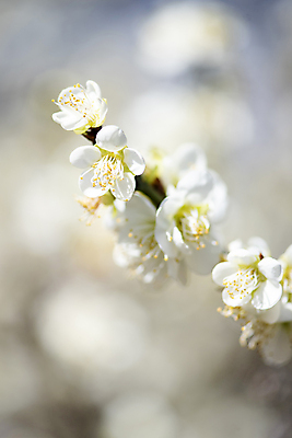 포토 JPG 식물 자연 휴식 풍경 사람없음 야외 아웃포커스 봄 나뭇가지 매화 힐링 국내포토 나무 계절 꽃 컨셉 촬영기법 생태계 파일형식