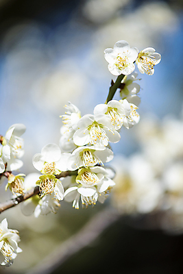 포토 JPG 식물 자연 휴식 풍경 사람없음 야외 아웃포커스 봄 나뭇가지 매화 힐링 국내포토 나무 계절 꽃 컨셉 촬영기법 생태계 파일형식