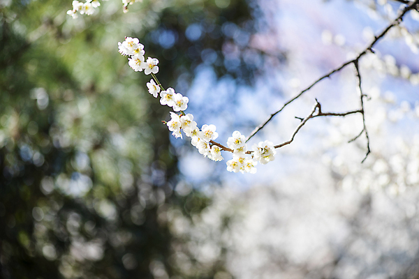 포토 JPG 식물 자연 휴식 풍경 사람없음 야외 아웃포커스 봄 나뭇가지 매화 힐링 국내포토 나무 계절 꽃 컨셉 촬영기법 생태계 파일형식