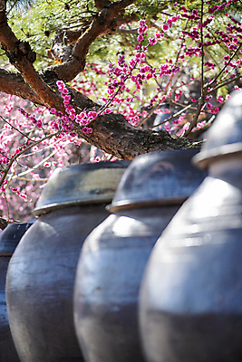 포토 JPG 식물 전통 자연 휴식 기와 풍경 사람없음 야외 봄 소나무 항아리 정자 매화 힐링 홍매화 국내포토 나무 건축물 계절 꽃 컨셉 도자기 생태계 파일형식