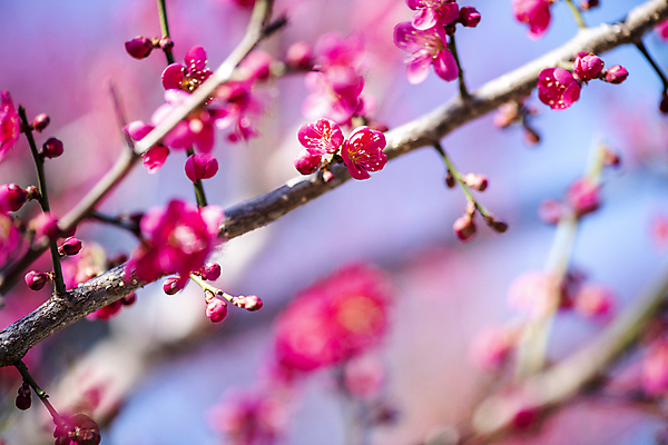 포토 JPG 식물 분홍색 자연 휴식 풍경 사람없음 야외 아웃포커스 봄 나뭇가지 매화 힐링 홍매화 국내포토 나무 계절 꽃 컬러 컨셉 촬영기법 생태계 파일형식