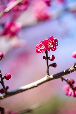 포토 JPG 식물 분홍색 자연 휴식 풍경 사람없음 야외 아웃포커스 봄 나뭇가지 매화 힐링 홍매화 국내포토 나무 계절 꽃 컬러 컨셉 촬영기법 생태계 파일형식