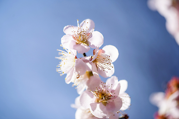 포토 JPG 식물 자연 휴식 풍경 근접촬영 사람없음 야외 봄 매화 힐링 홍매화 국내포토 계절 꽃 뷰포인트 컨셉 생태계 파일형식