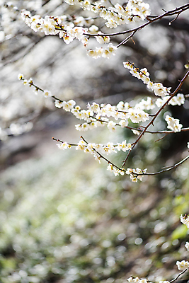 포토 JPG 식물 자연 휴식 풍경 사람없음 야외 아웃포커스 봄 나뭇가지 매화 힐링 국내포토 나무 계절 꽃 컨셉 촬영기법 생태계 파일형식